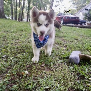 Red Husky Puppy