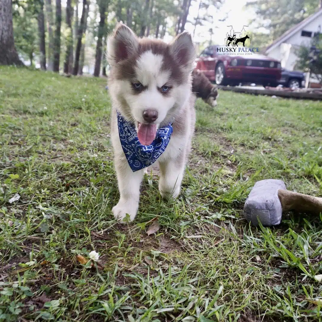 Red Husky Puppy