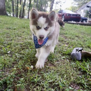 Red Husky Puppy