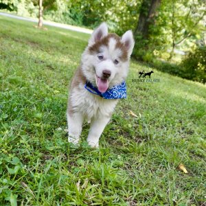 Red Male Husky