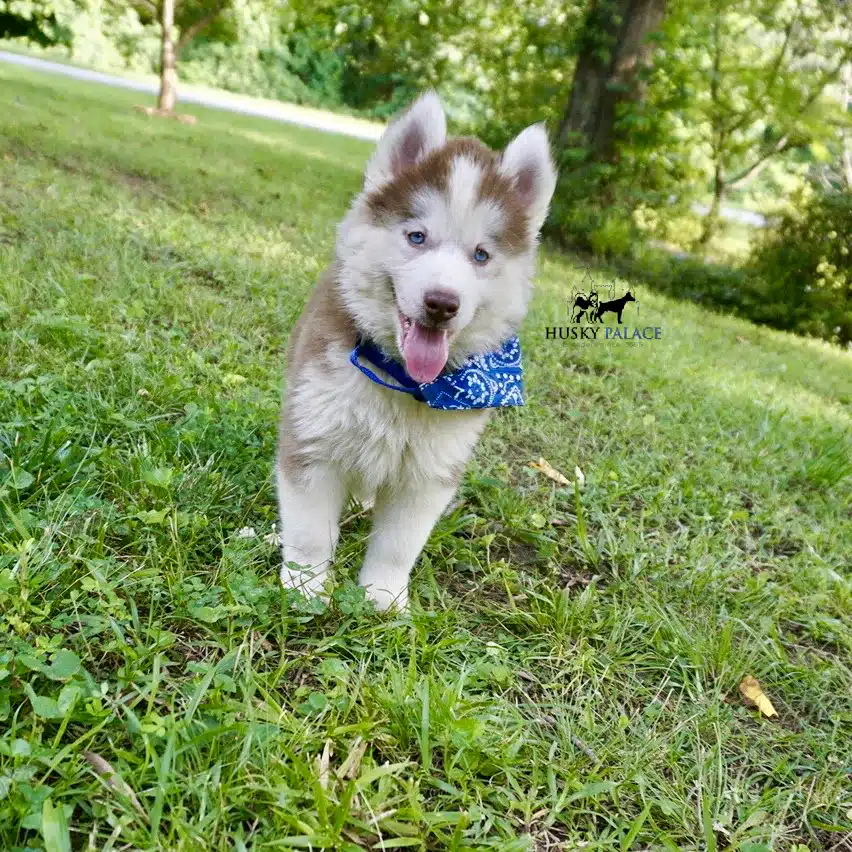 Red Male Husky