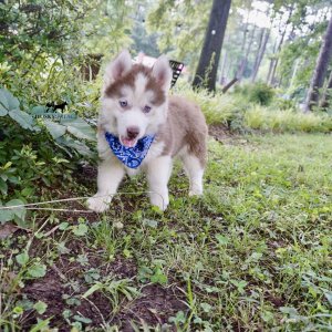 Red Male Husky