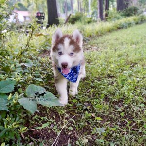 Red Male Husky