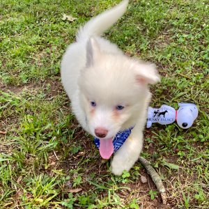 Siberian Huskies for Sale
