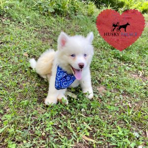 Siberian Huskies for Sale