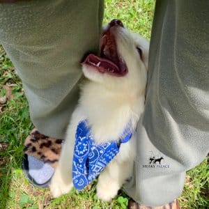 Siberian Huskies for Sale