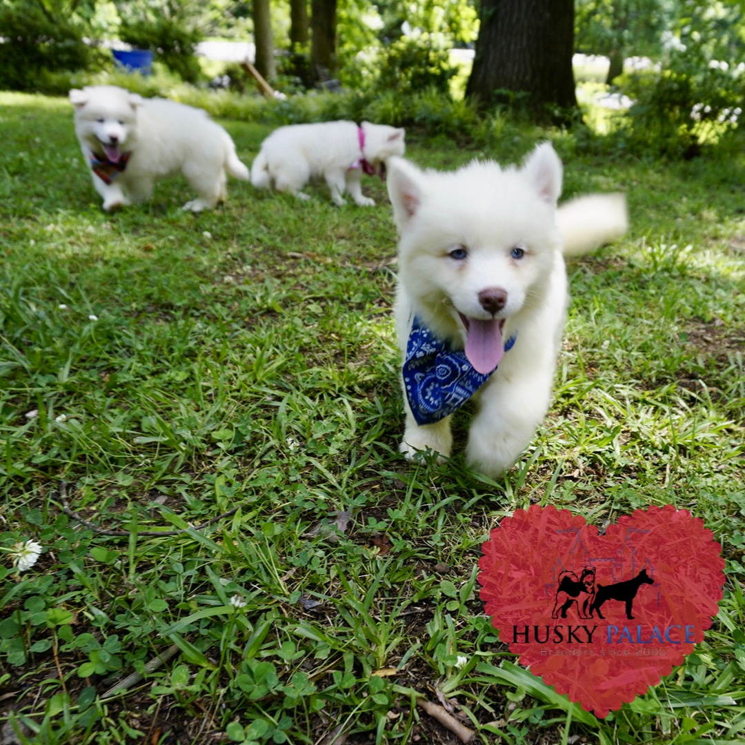 Siberian Huskies for Sale