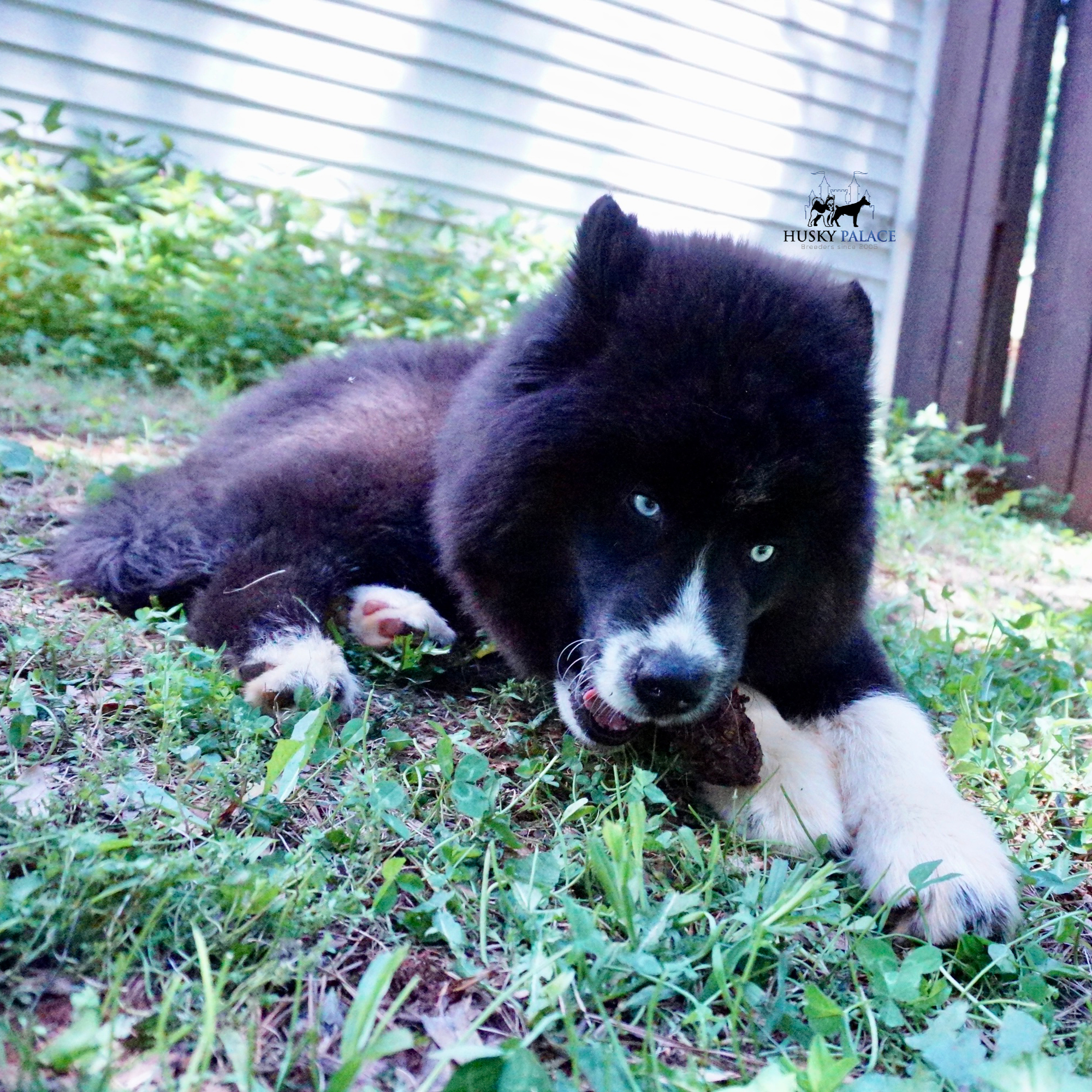 Solid Black Husky