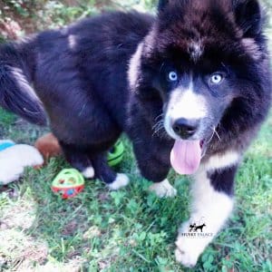 Solid Black Husky