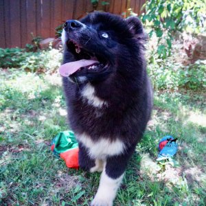 Solid Black Husky