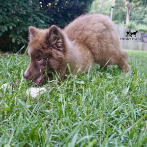 Solid Brown Husky