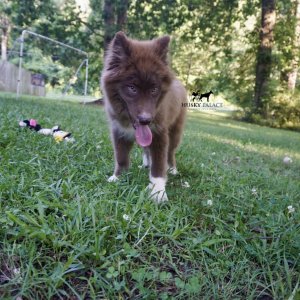 Solid Brown Husky