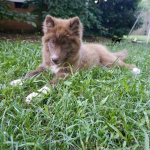 Solid Brown Husky