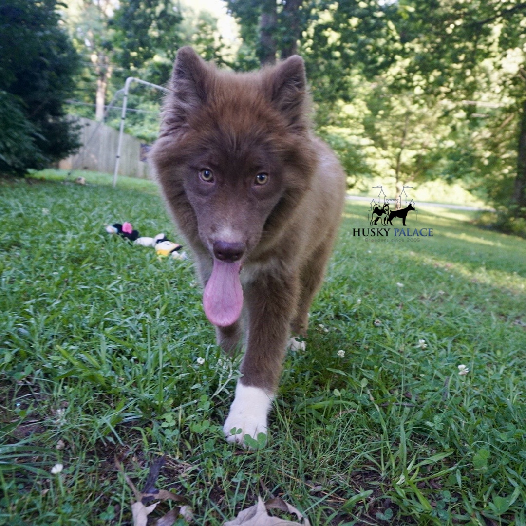 Solid Brown Husky