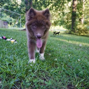 Solid Brown Husky
