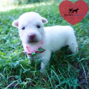 Solid White Husky