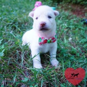 Solid White Husky