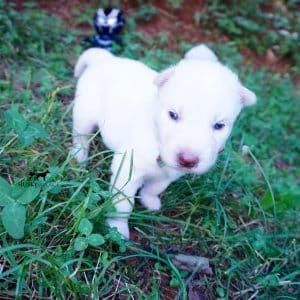 Solid White Siberian Husky Puppy