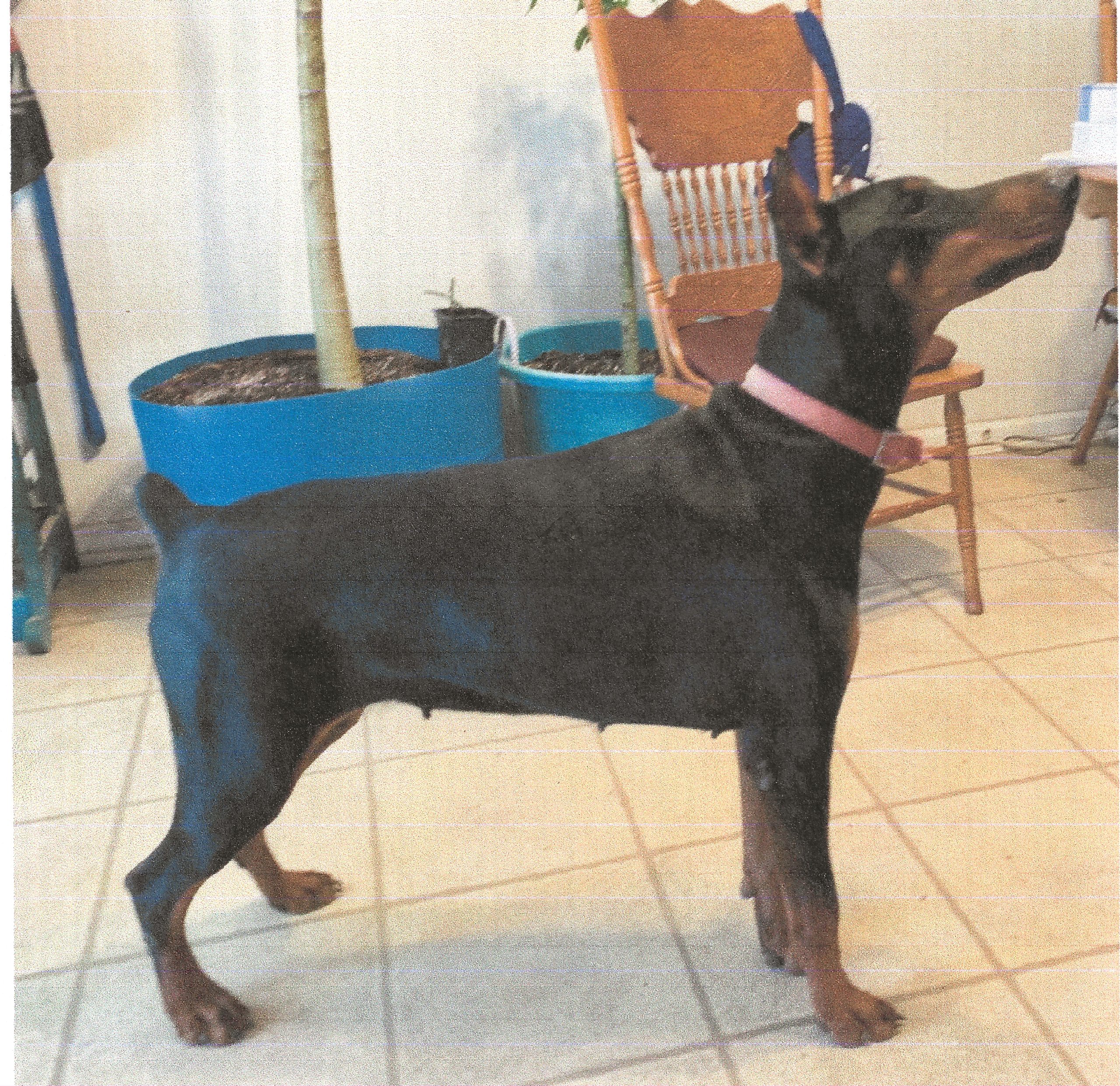 Dobe For Sale