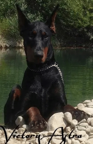 Dobe For Sale