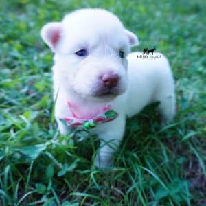 Solid White Husky
