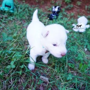 Solid White Siberian Husky Puppy