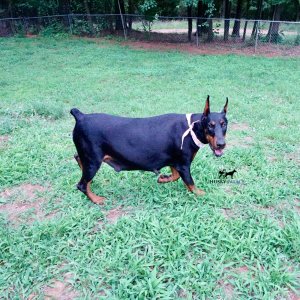 doberman pinscher breeder