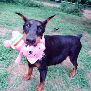 doberman pinscher breeder