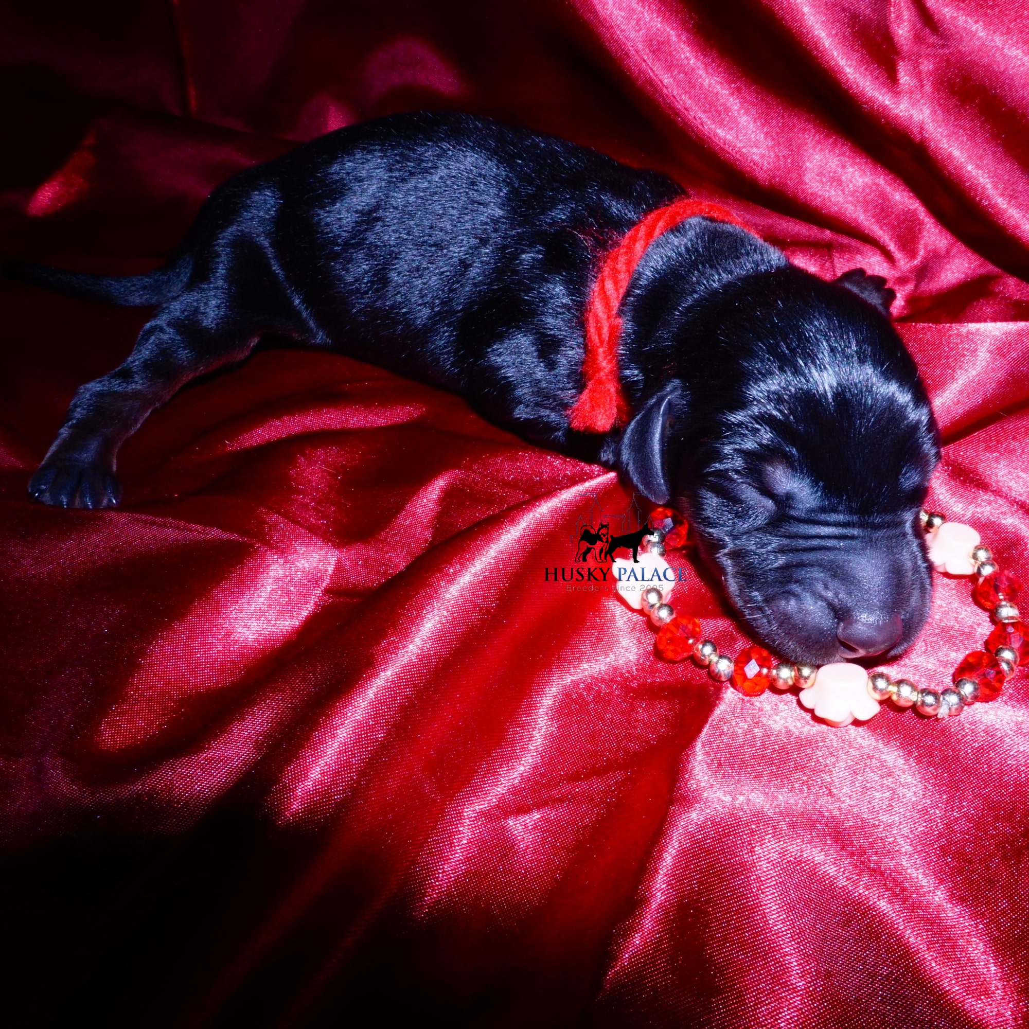 doberman for sale
