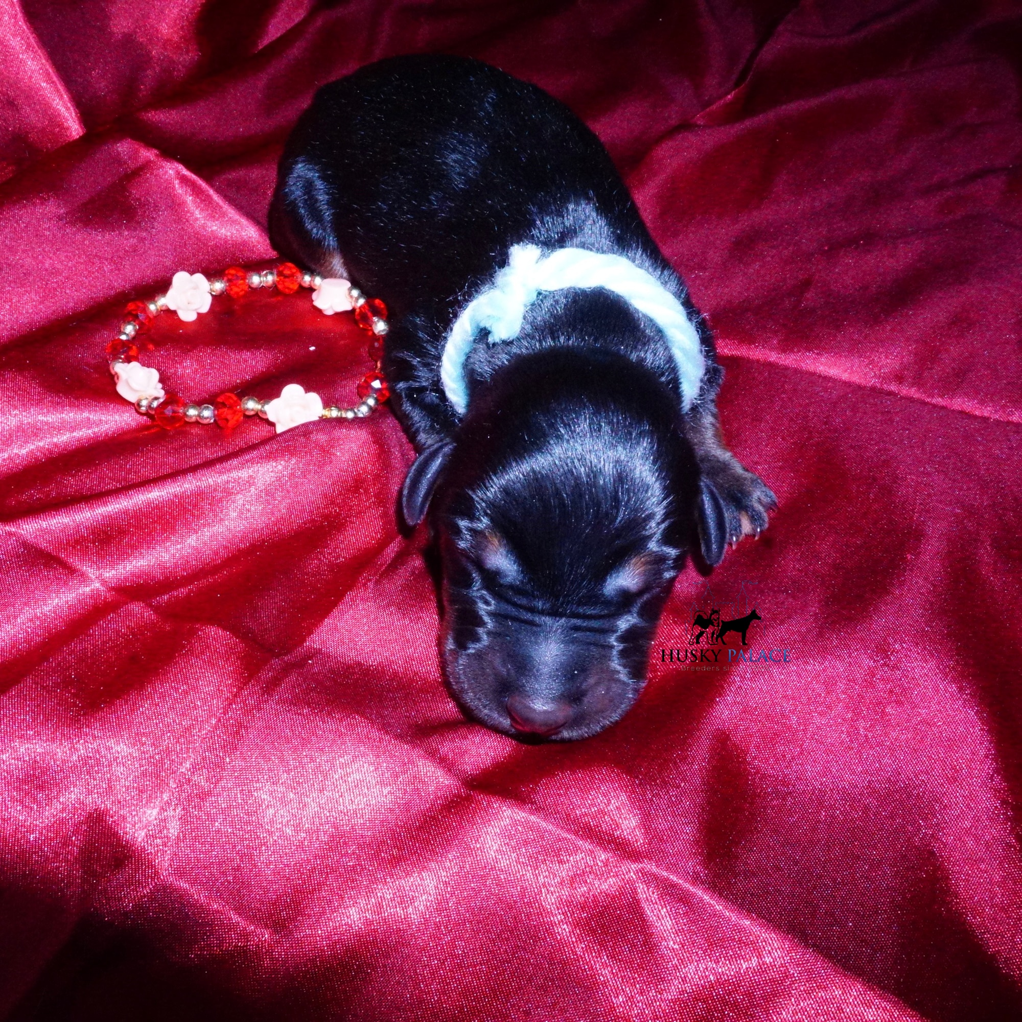 doberman for sale