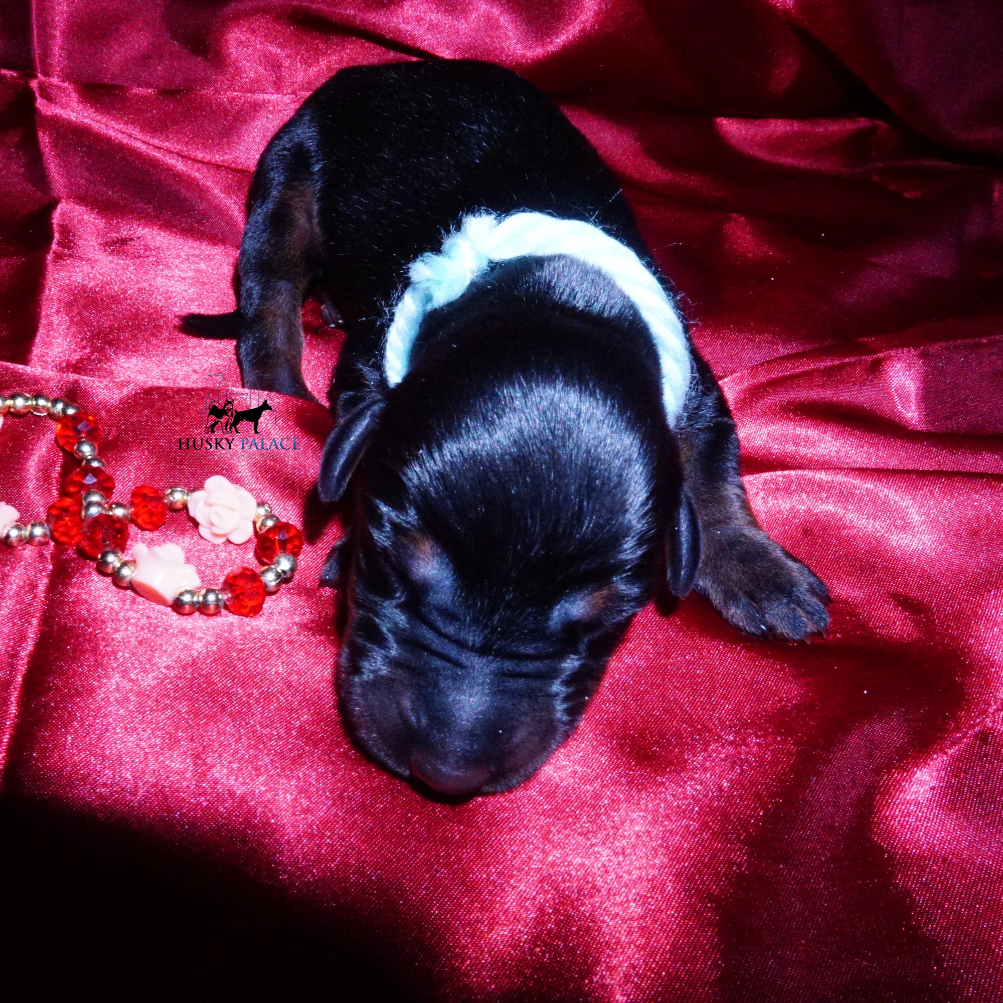 doberman for sale