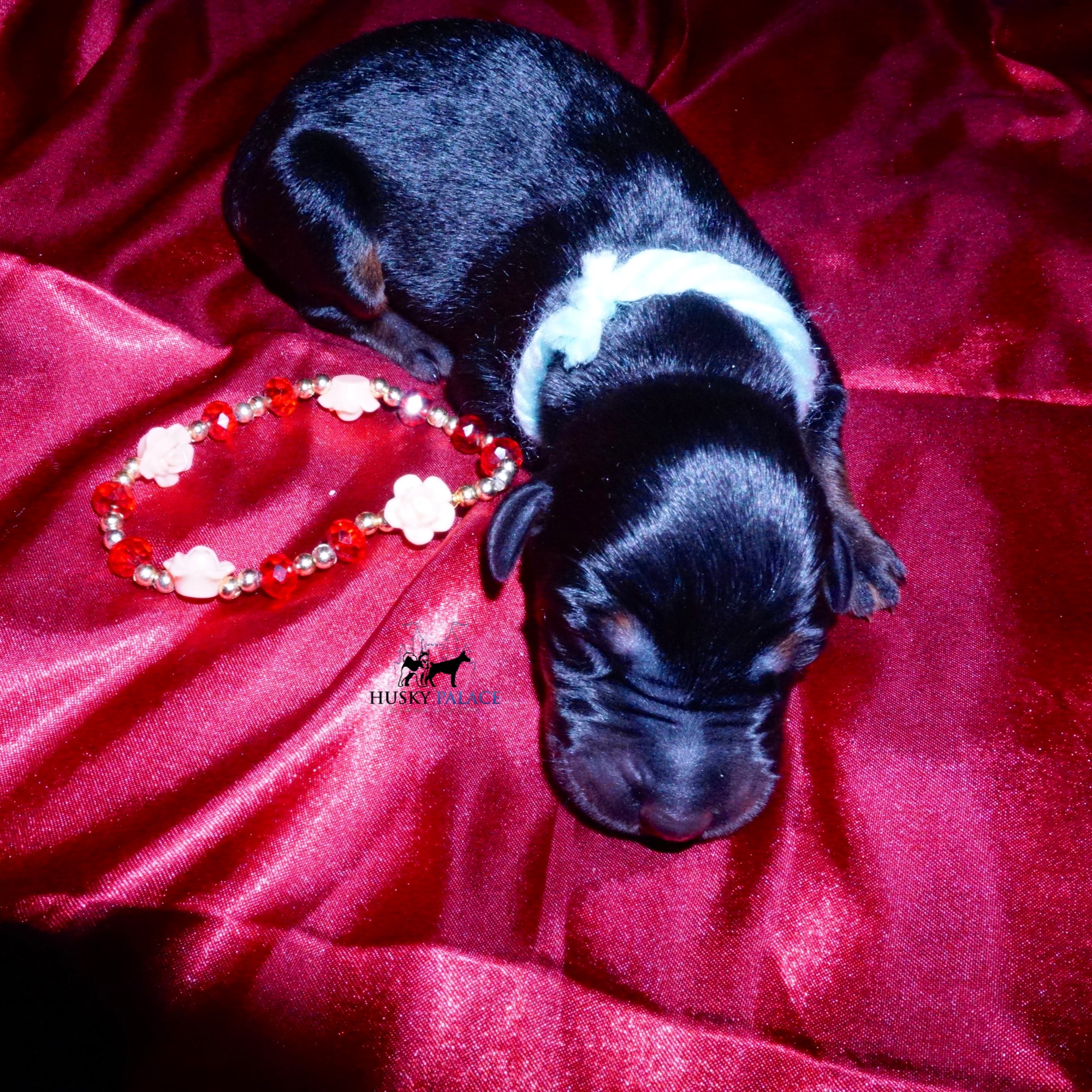 doberman for sale