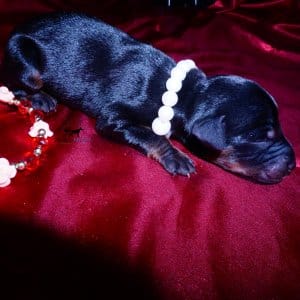 doberman for sale