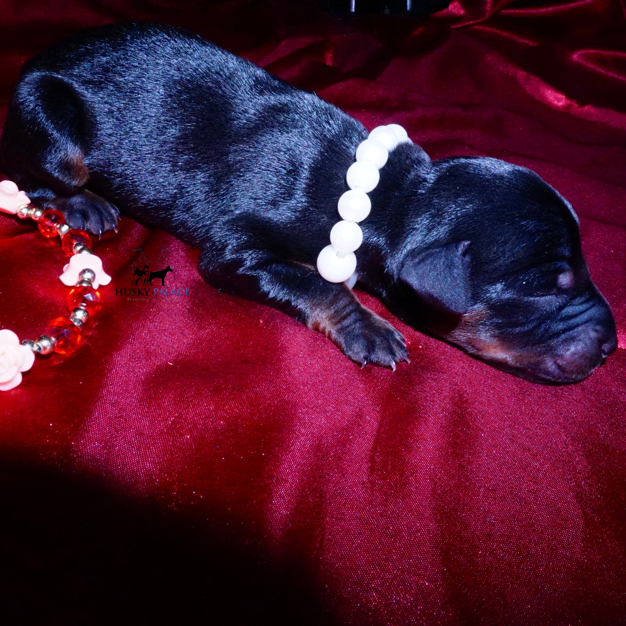 doberman for sale