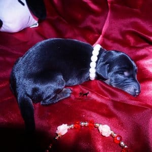 doberman for sale