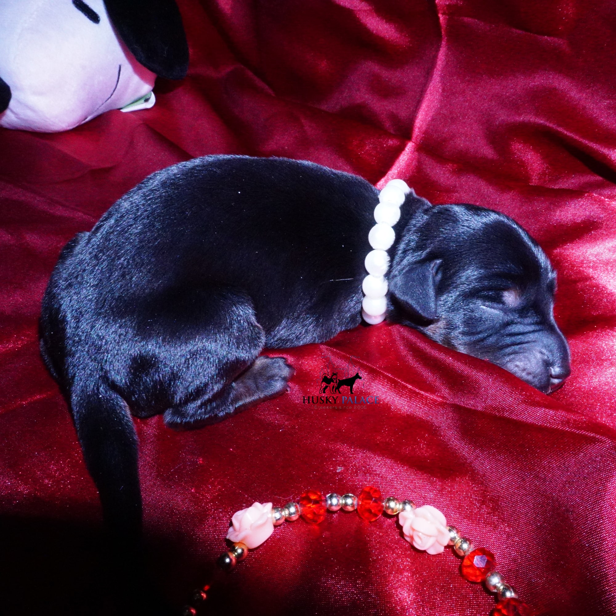 doberman for sale