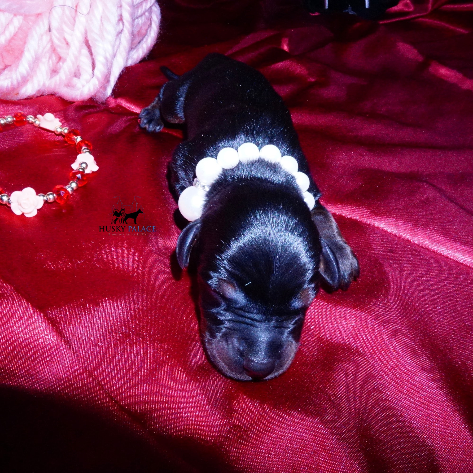 doberman for sale