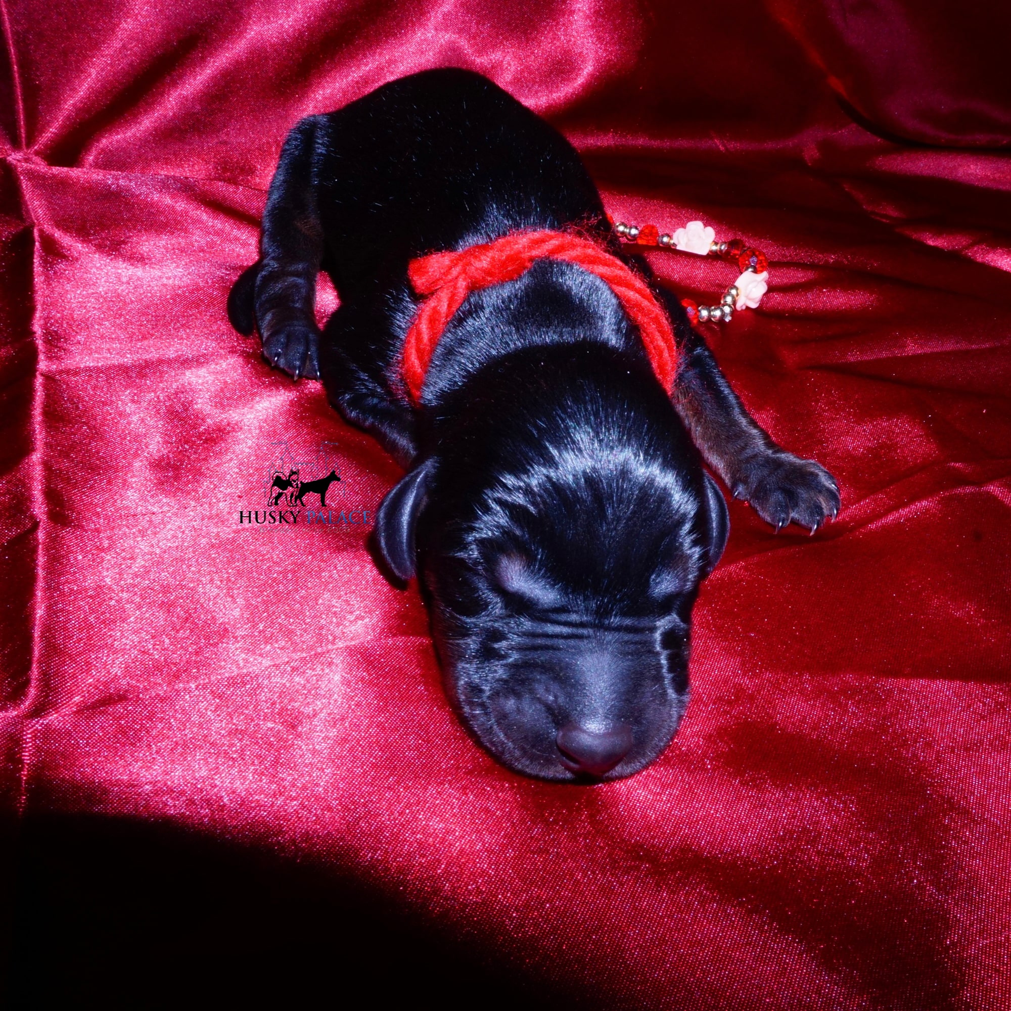 doberman for sale
