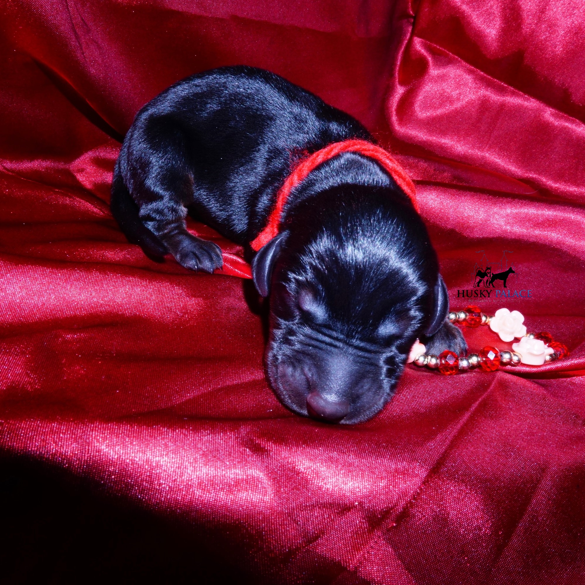 doberman for sale