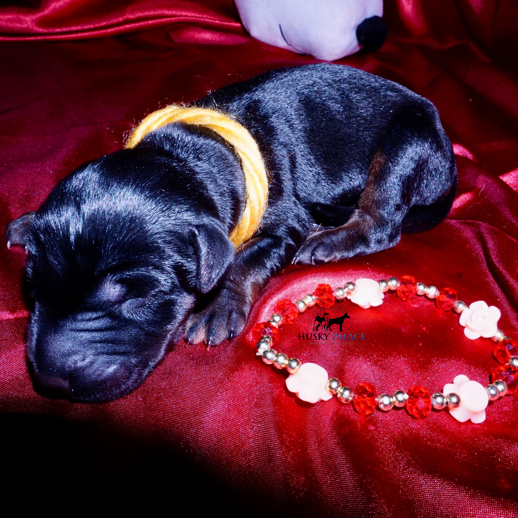 euro doberman for sale