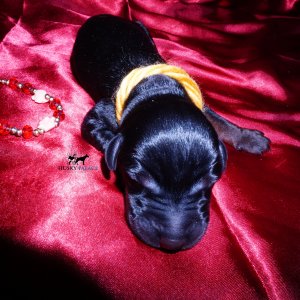 euro doberman for sale