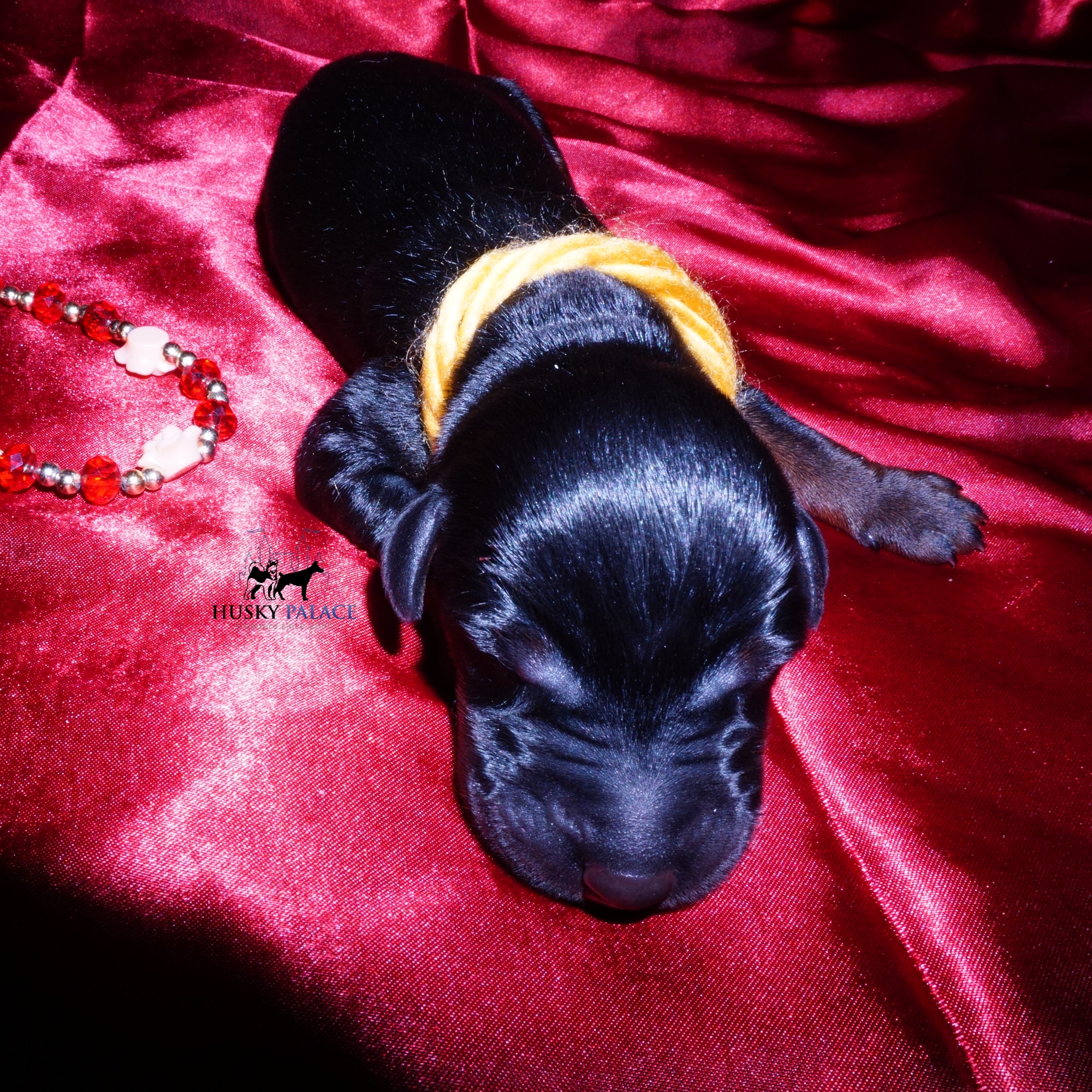 euro doberman for sale