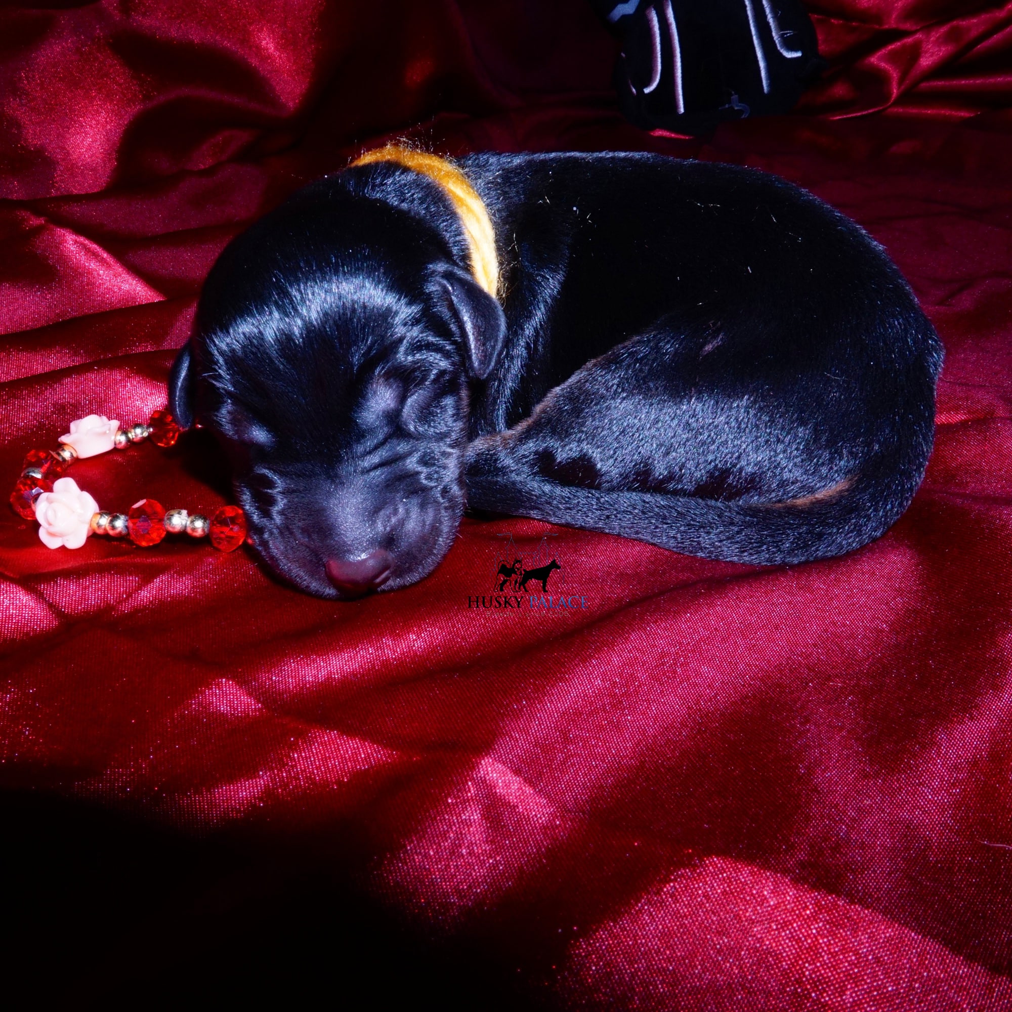euro doberman for sale