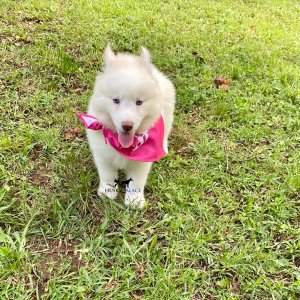 Husky litters