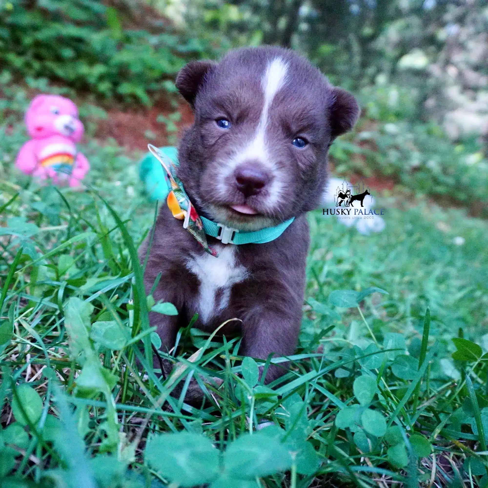 Husky Dog Breeders
