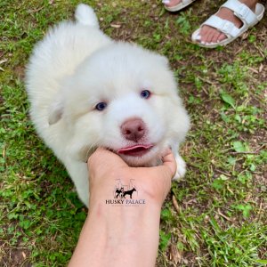 Husky