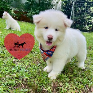Husky