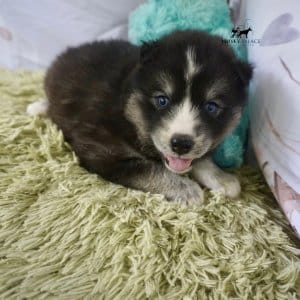 Black/white Husky