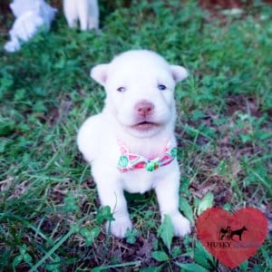 Solid White Husky