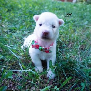 Solid White Husky